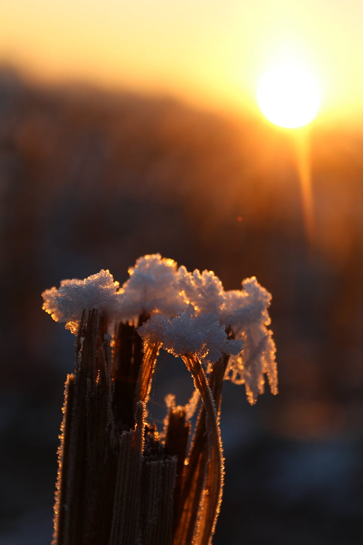 eiskristalle, tuyết, Frost, mặt trời, buổi sáng, mùa đông, lạnh
