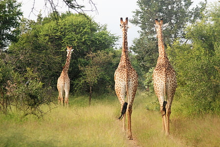 běžící žirafy, velká zvířata, Skupina, Afrika
