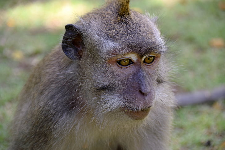 Bali, Indonésie, cestování, Ubud, Monkey forest, opice, Příroda