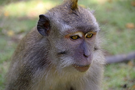 Бали, Индонезия, пътуване, Ubud, маймуна гора, маймуна, природата