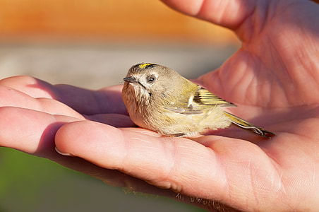 con chim, con chim nhỏ, goldcrest, động vật, suy yếu, bàn tay, trong tay
