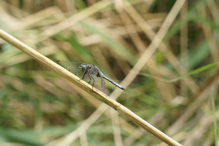 Dragonfly, hmyz