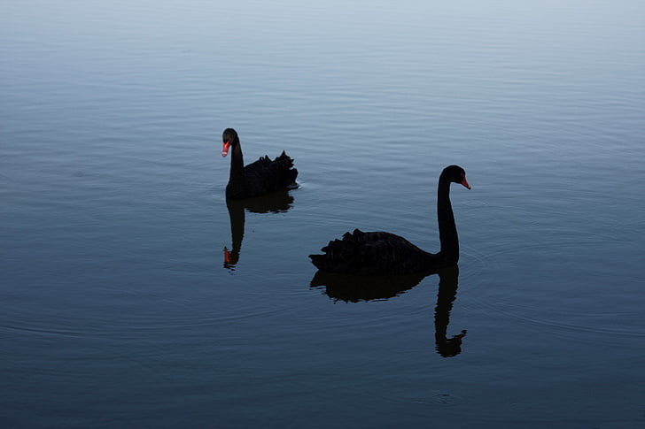 black swan, rare, probability, bird, swan, nature, animal