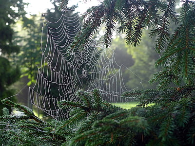 cobweb, network, spider, dew, dewdrop, morning dew, morgentau