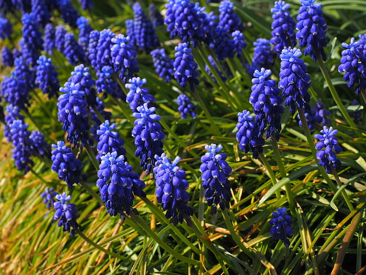 Muscari, fleurs, bleu, commune de Muscari, Jacinthe, plante ornementale, plante de jardin