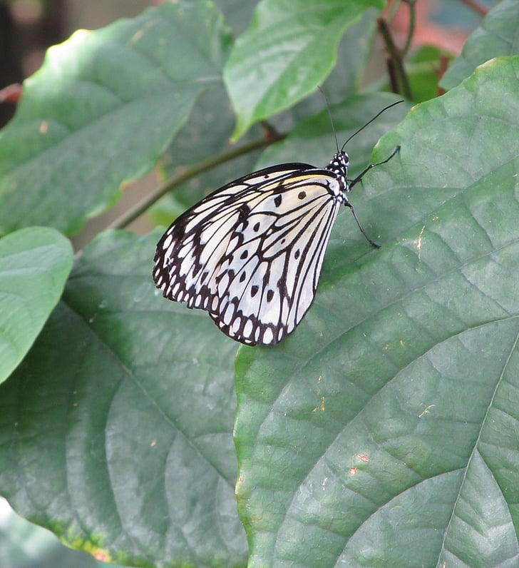papillon, cerf-volant de papier, macro, insecte, nature, ailes, coloré