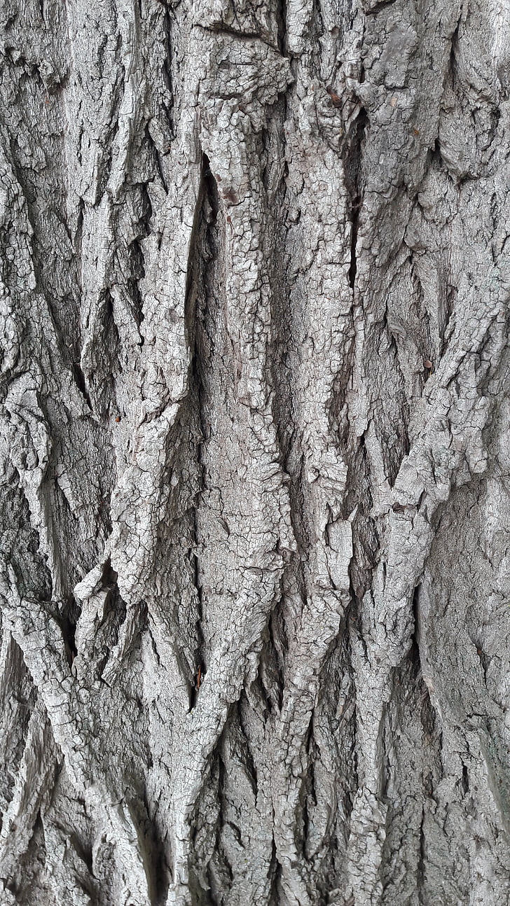 bark, tree, log, structure, nature, forest, pattern