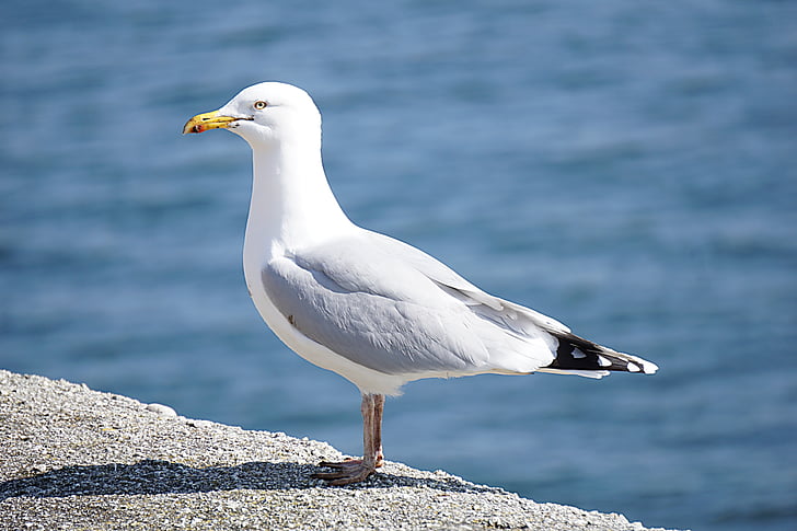 gull, bird, sea ​​bird, animal, sea, nature, ornithology