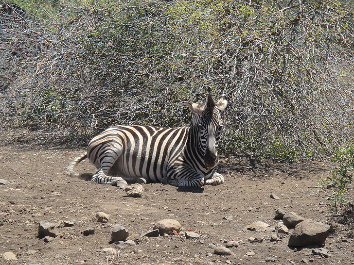 Zebra, Afrika, wildes Tier, Safari, schwarz / weiß, Nationalpark, Tierwelt