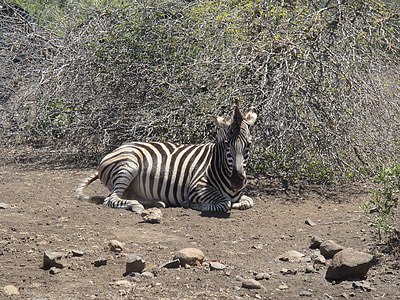 Zebra, Afryka, dzikie zwierzę, Safari, czarno-białe, park narodowy, dzikich zwierząt