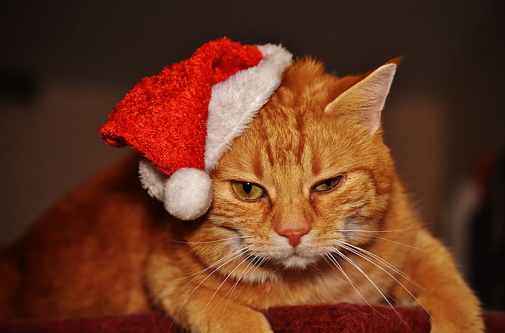 mačka, Crveni, Božić, kapu Djeda Mraza, smiješno, slatka, skuša