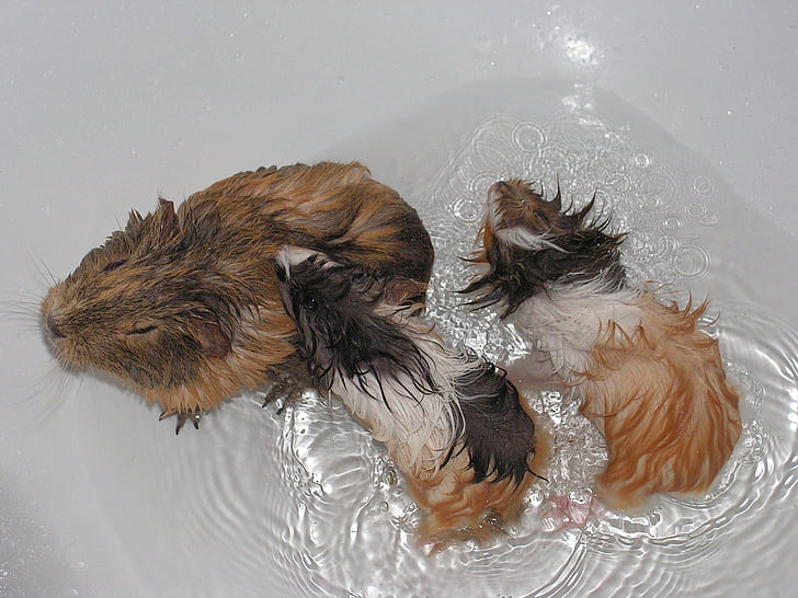 guinea-pig, cub, female, wet, bath