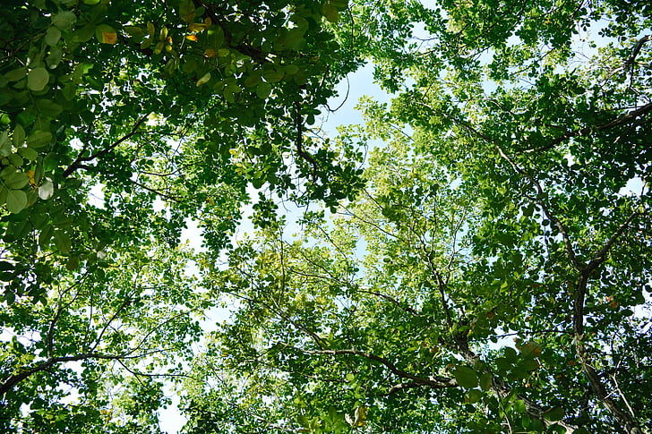 les feuilles, Direction générale de la, été, Forest, arbre, chercher, Sky