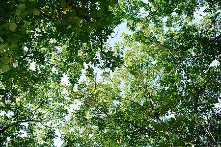 the leaves, branch, summer, forest, tree, look up, sky