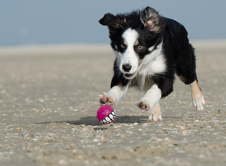 ball junkie, ball hunting, collie, beach, dog, ball, play
