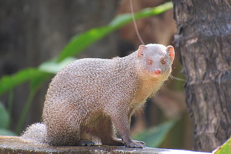 mongoose, wildlife, nature, indian