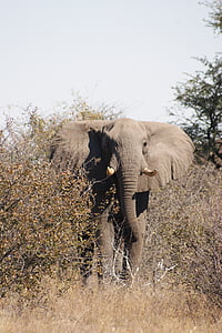 大象, 公牛, 博茨瓦纳, 美琪大, 非洲, 野生动物园, 卡拉哈里