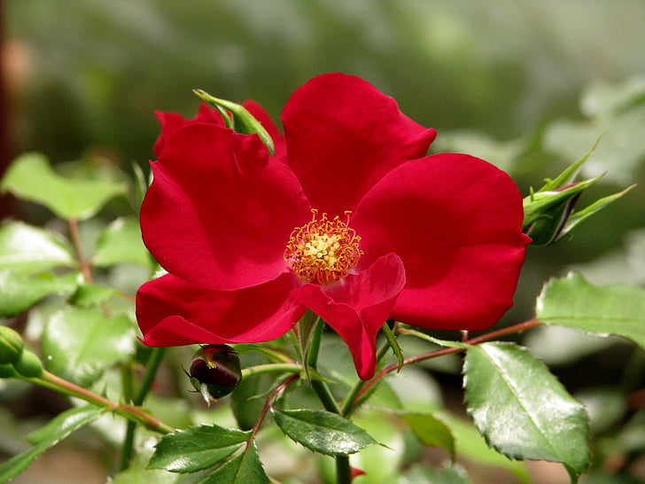 Róża, Apache rose, kwiat, czerwony, kwiat, roślina, ogród