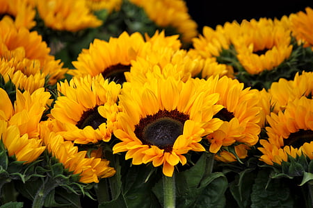 Sončnica, cvet, cvet, cvetje, Flora, svetlo, rumena
