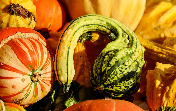 abóbora, cabaça, colorido, ação de Graças, Outono, agricultura, vegetal
