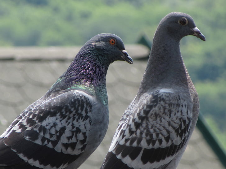 pigeons, grey, bird