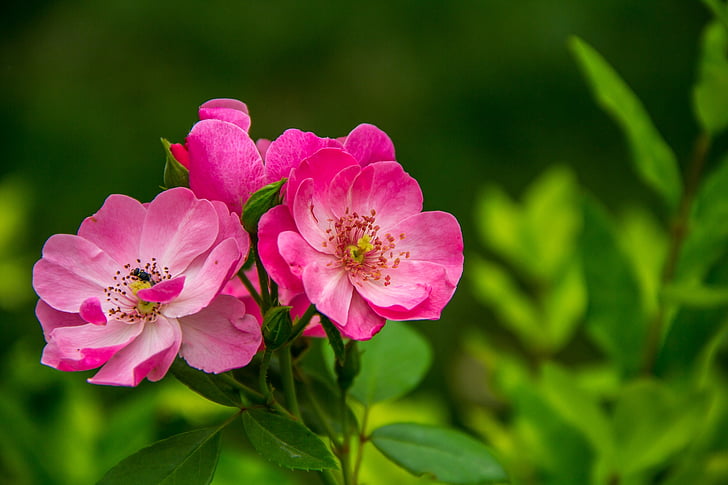 Bloom, Blüte, Flora, Blumen, Makro, Anlage, Natur