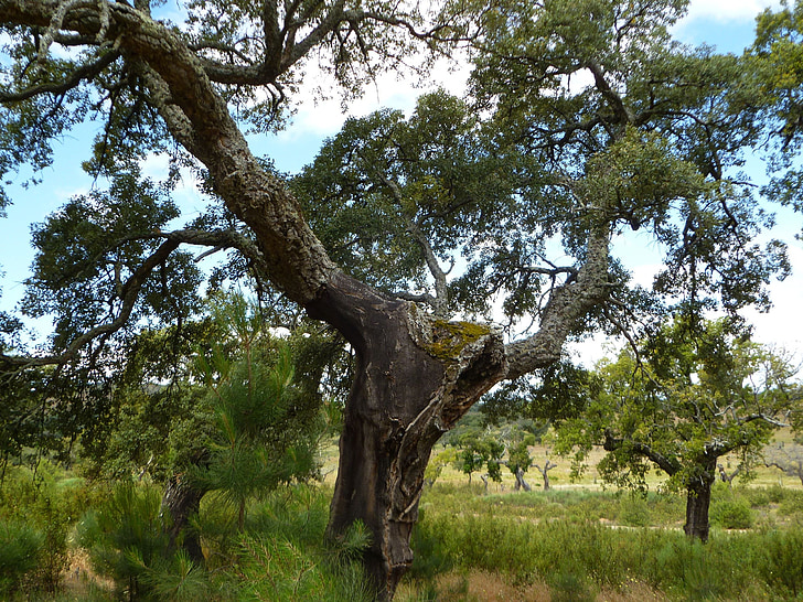 roble, árbol, antiguo, Castilla
