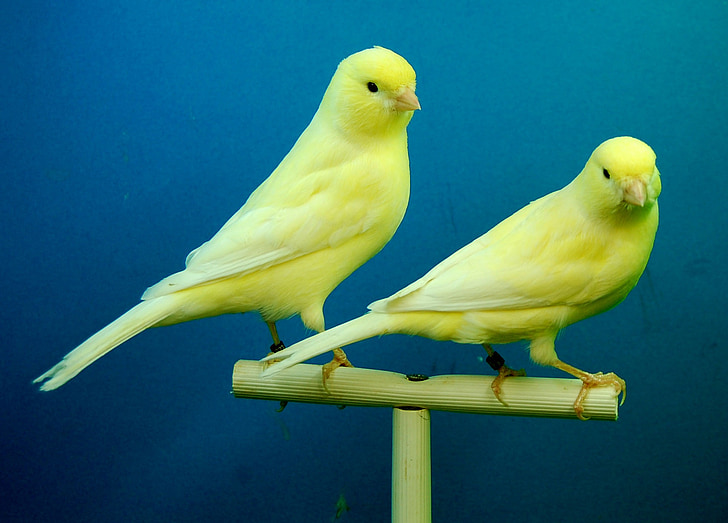 kanarinci, žuta, kavez za ptice
