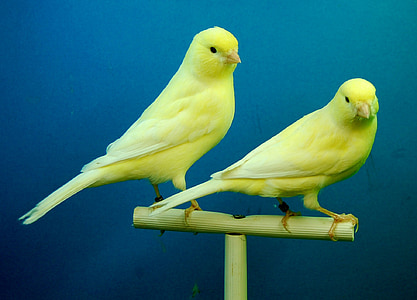 canaries, yellow, aviary