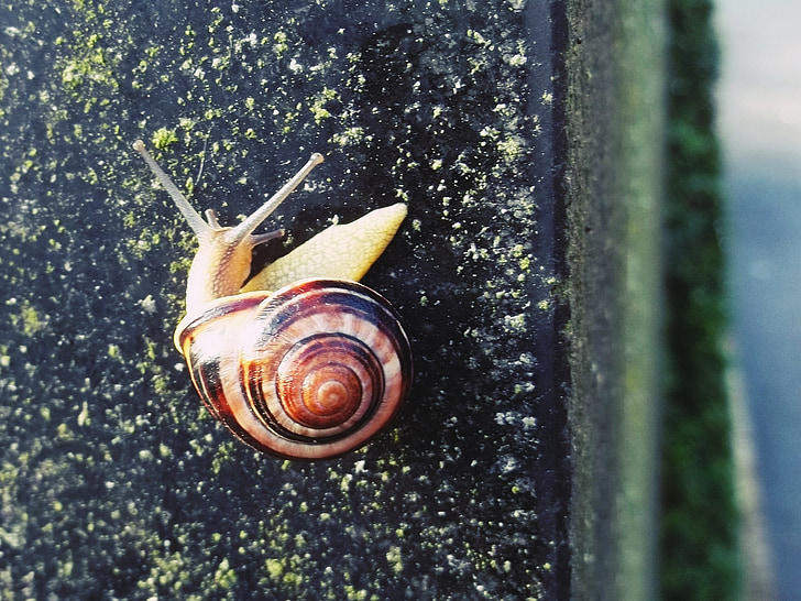 snail, shell, hide away, close, nature, snail shell, mollusk