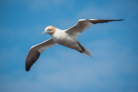 northern gannet, bird, flight, fly, morus bassanus, helgoland, sky