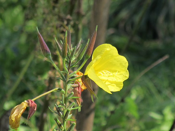 prímula-de-rosa, flores, Oenothera biennis, amarelo, flor, flores de verão