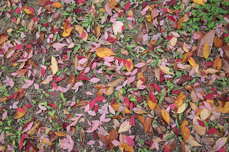 rudenį, lapai, lapai, rudeniniai lapai, lapų, Gamta, medienos