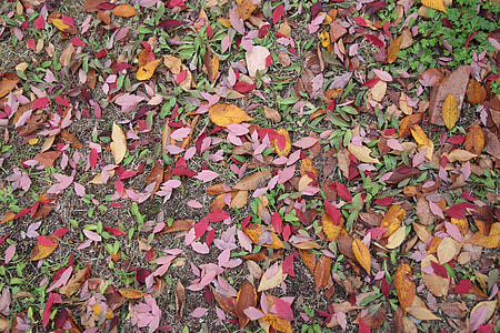 Outono, folhas, as folhas, folhas de outono, folha, natureza, madeira