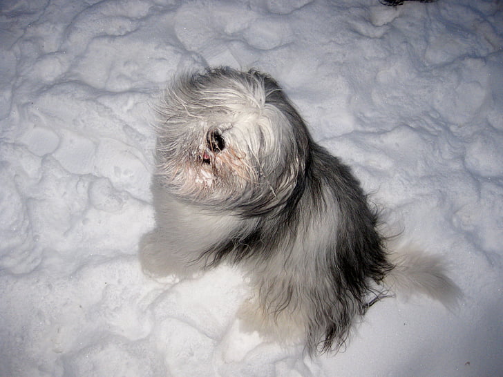 cane, Gioca, atteggiamento in grande aspettativa, neve, inverno