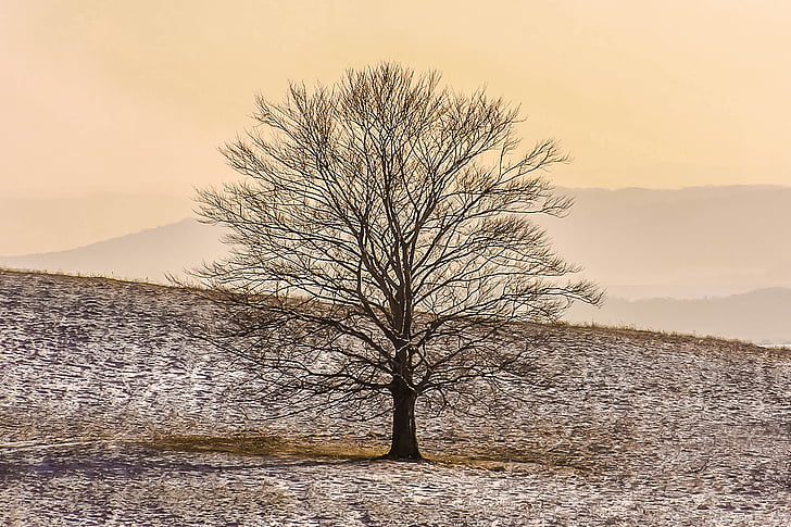 strom, zimné, sneh