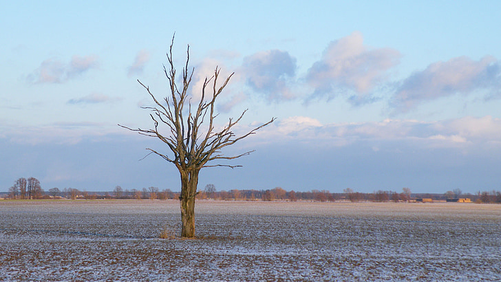 landscape, winter, tree, clouds, cold, snow, nature