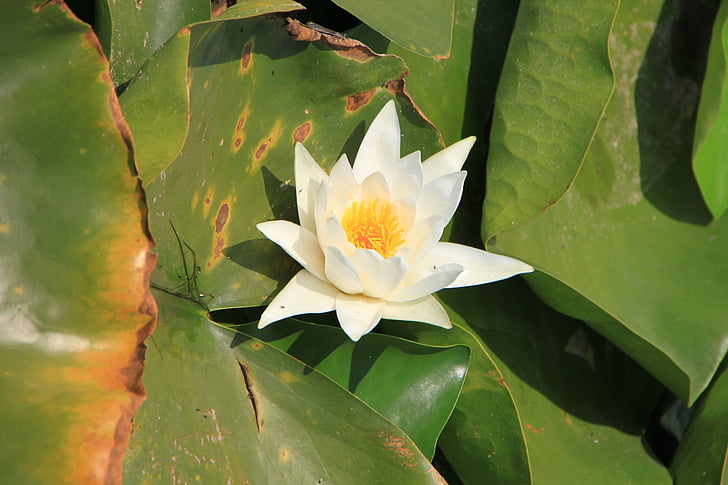 lily air, Lotus, Danau, Lily, air, putih, bunga liar
