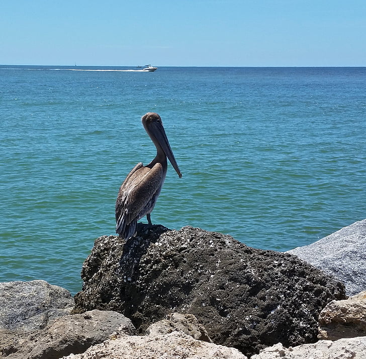 putns, daba, savvaļas dzīvnieki, pludmale, okeāns, Florida, pelikāns