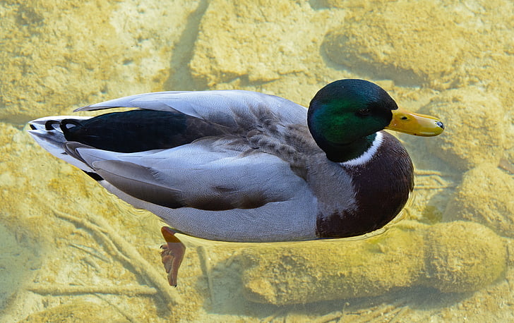 Дрейк, патица, зеленоглава патица, мъжки, вода птица, перушина, патици
