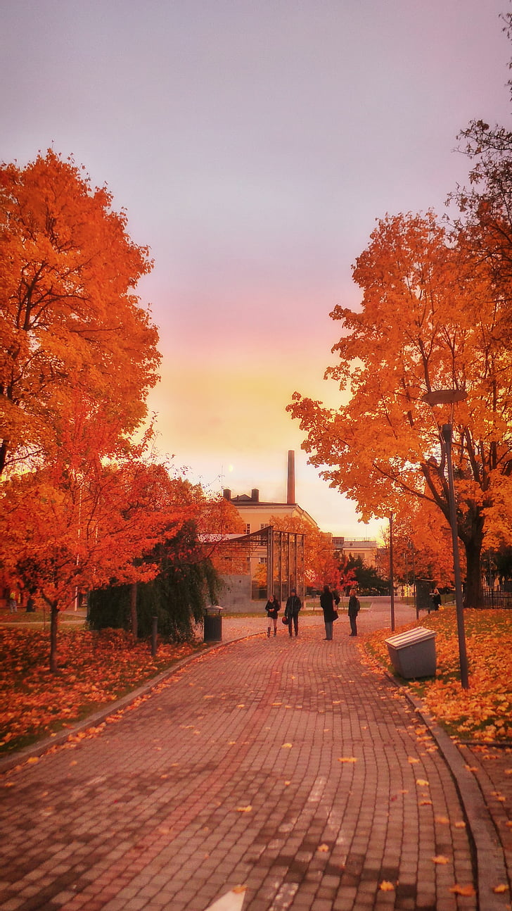 Finland, herfst, Val, loof, kleurrijke, gevallen bladeren, hemel