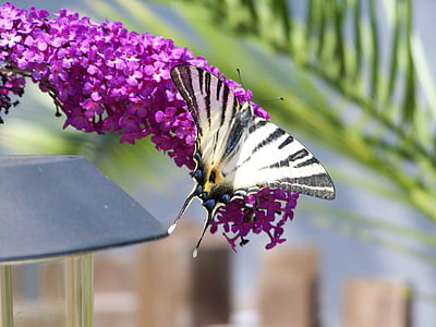bloem, zomer, vlinder, paars, insect, natuur, vlinder - insecten