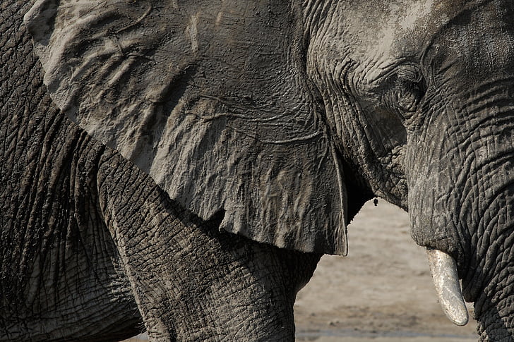 slon, Chobe, Botswana, zviera, voľne žijúcich živočíchov, Príroda, Afrika