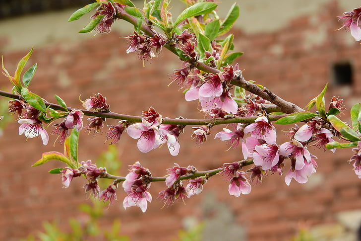 perzik, de perzikboom, Prunus persica, fruitboom in bloei, bloeiende boom, tak van fruitboom