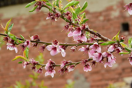Persiks, persiku koku, Prunus persica, augļu koku ziedēšana, ziedošs koks, augļu koku zaru