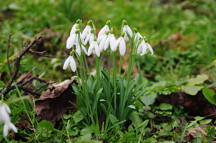 snowdrop comú, Galanthus nivalis, blanc, Bellflower, flor, primavera