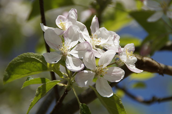 Omenapuu, Blossom, kukat, Omena kukkii, Apple blossom, Bloom, valkoinen