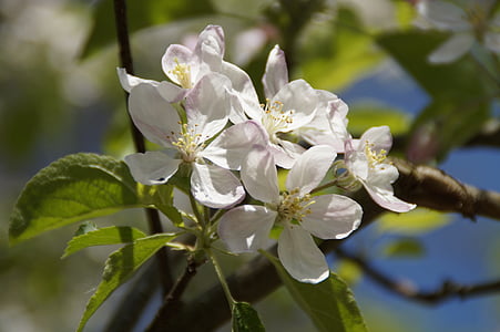 apple tree, blossom, flowers, apple blossoms, apple blossom, bloom, white
