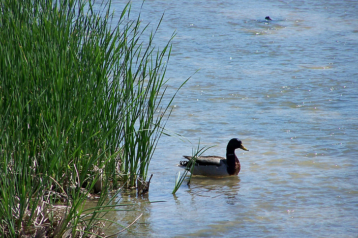 Duck, jõgi, pilliroog, loodusliku linnustiku, looma, loodus