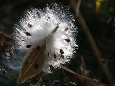 milkweed, hnědá, měkké, světlo, sezóny, semeno, přírodní
